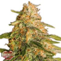 Tropic  Punch  Feminised  Cannabis  Seeds 0