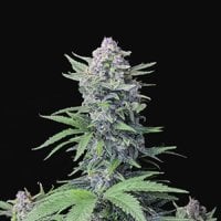 Tropicana  Cookies  Auto  Flowering  Cannabis  Seeds