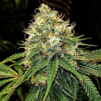 Truffle  Berry  Feminised  Cannabis  Seeds 0