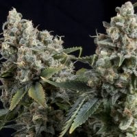 Tutankhamon  Auto  Flowering  Cannabis  Seeds