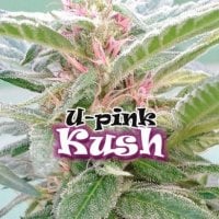 U  Pink  Kush  Feminised  Cannabis  Seeds 0