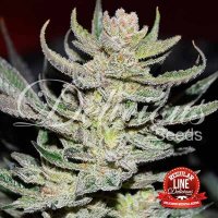 Unknown  Kush  Regular  Cannabis  Seeds 0