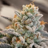 Vanilla  Frosting  Feminised  Cannabis  Seeds 0