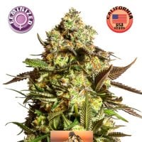 Venice  Beach  Afghan  Feminised  Cannabis  Seeds