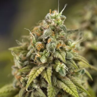 Wedding  Cake  Auto  Flowering  Cannabis  Seeds 0