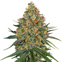 White  Cheese  Feminised  Cannabis  Seeds 0