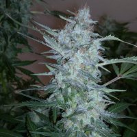 White  Sirius  Regular  Cannabis  Seeds 0