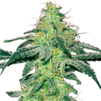 White  Skunk  Regular  Cannabis  Seeds 0