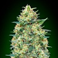 White  Widow  Auto  Feminised  Cannabis  Seeds