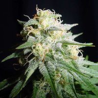 White  Widow  Auto  Flowering  Cannabis  Seeds