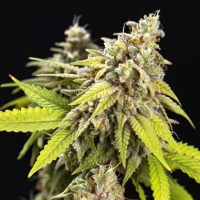 White  Widow  Auto  Flowering  Cannabis  Seeds 0