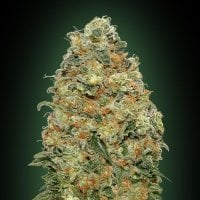 White  Widow  Feminised  Cannabis  Seeds