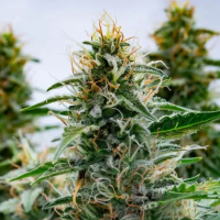 White  Widow  Feminised  Cannabis  Seeds