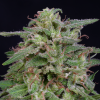 White  Widow  Feminised  Cannabis  Seeds 1