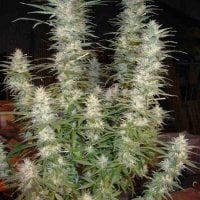 White  Widow  Feminised  Cannabis  Seeds 2