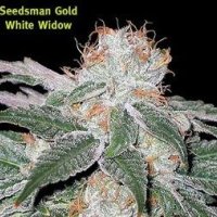 White  Widow  Regular  Cannabis  Seeds