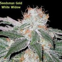 White Widow Regular Seeds