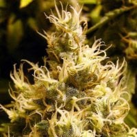 Wonder  Woman  Regular  Cannabis  Seeds 0