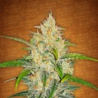 Zkittlez  Auto  Feminised  Cannabis  Seeds