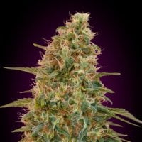 Zkittlez  Auto  Flowering  Cannabis  Seeds