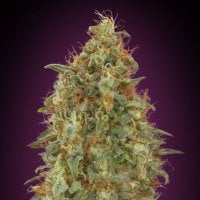 Zkittlez  F A S T  Feminised  Cannabis  Seeds