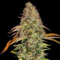 Zkittlez  O G  Auto  Feminised  Cannabis  Seeds