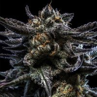 Zombie  Kush  Auto  Flowering  Cannabis  Seeds 0