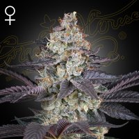 Ztrawberry  Feminised  Cannabis  Seeds 0