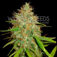 Afghan  Kush  X  Skunk  Feminised  Cannabis  Seeds  World  Of  Cannabis  Seeds 0 0