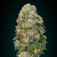 Afghan  Skunk  Advanced  Cannabis  Seeds 0