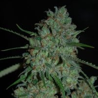 Afghan  Skunk  Feminised  Cannabis  Seeds  Expert  Cannabis  Seeds 0