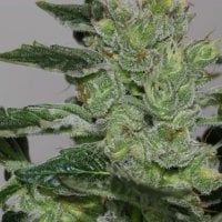 Alaskan  Purple  Feminised  Cannabis  Seeds  Cannabis  Seedsman 0