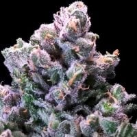 Atlas  Seed  Grapes  N  Cream  Fast 1