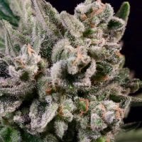 Atlas  Seed  Peanut  Butter  Breath  Fast 1