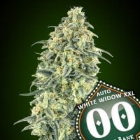 Auto  White  Widow  Xxl   3  U  Fem 00  Cannabis  Seeds  P1 0