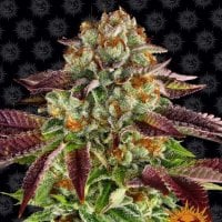 Biscotti  Mintz  Feminised  Cannabis  Seeds