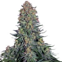 Blue  Skunk  Feminized