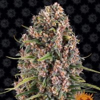 Blueberry Cheese (Blue Cheese) Feminised Seeds