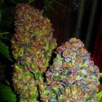 Blueberry  Feminised  Cannabis  Seeds  Phoenix  Cannabis  Seeds 0