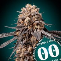 Bubbas  Gift  3  U  Fem 00  Cannabis  Seeds  P1 0