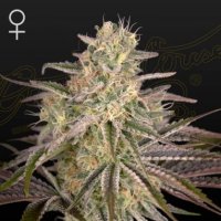 Cloudwalker  Feminised  Cannabis  Seeds