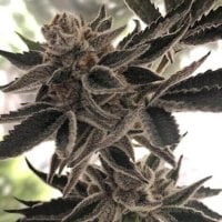 Do  Si  Dos  Zkittlez  Feminised  Cannabis  Seeds