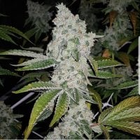 El  Chapo  Feminised  Cannabis  Seeds