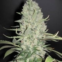 White Widow x Big Bud Feminised Seeds