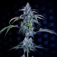 Fugue  State  Auto  Feminised  Cannabis  Seeds