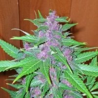 Good  Shit  Auto  Feminised  Cannabis  Seeds  Phoenix  Cannabis  Seeds 0