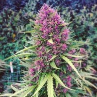 Good  Shit  Feminised  Cannabis  Seeds  Phoenix  Cannabis  Seeds 1