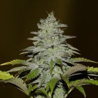 Img 0566  Gsc  D42 2000 0