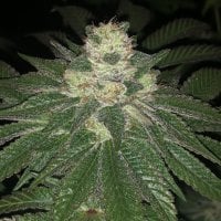 Lemon  Sherbert  Feminised  Cannabis  Seeds