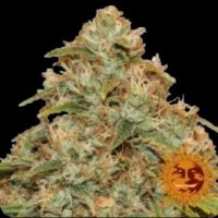 Lemon  Potion  Cbd  Auto  Feminised  Cannabis  Seeds